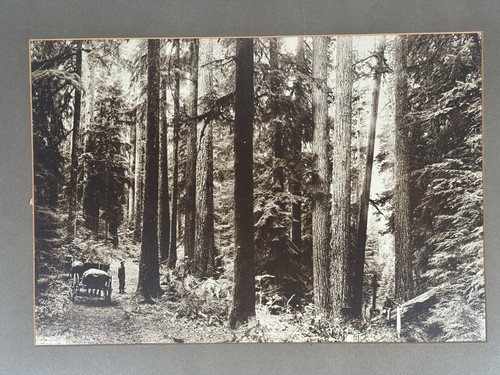 Antique oregon logging 20x15 - logging,
