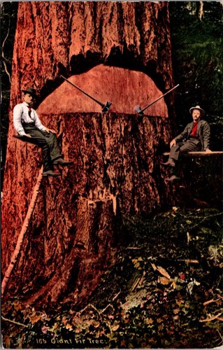 California 1910 loggers 165 - california,