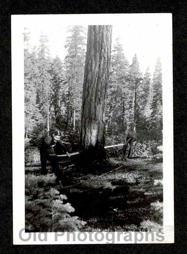 Young lumberjacks man - young, 2