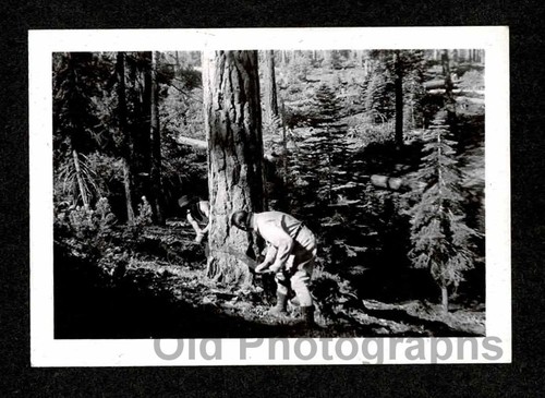 Men lumberjacks man crosscut - 2,